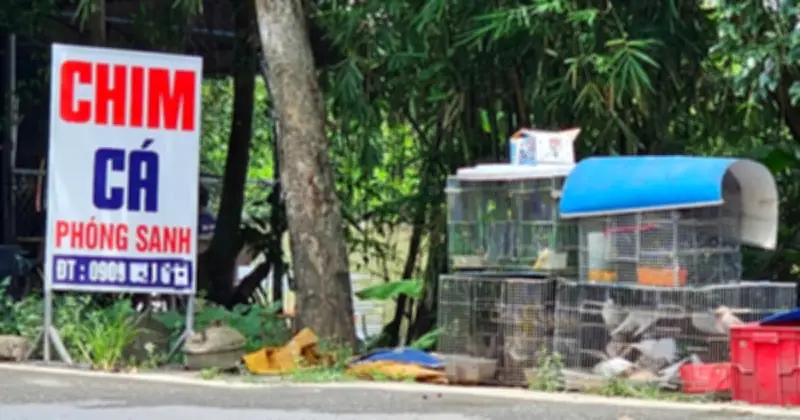 TP.HCM dẹp nạn mua bán chim cá phóng sinh trái phép, chợ vùng ven vẫn tấp nập
