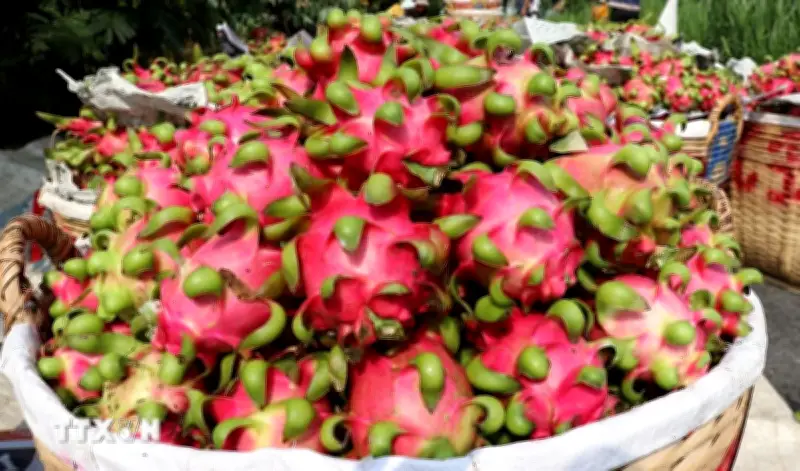 Trái cây Việt ngày càng phủ sóng thị trường Trung Quốc