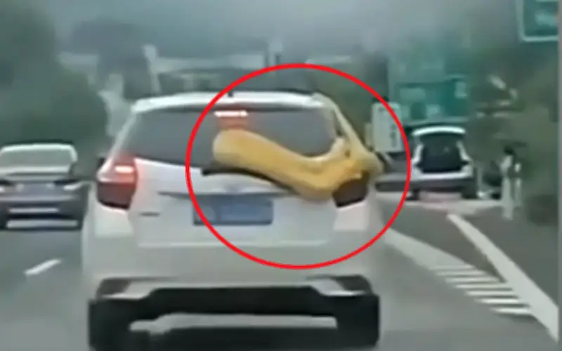 Trăn Miến Điện dài hơn 3 mét bám ô tô trên cao tốc Trung Quốc