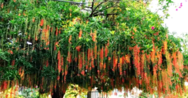 Trồng cây gì trước nhà vừa đẹp vừa hút tài lộc?