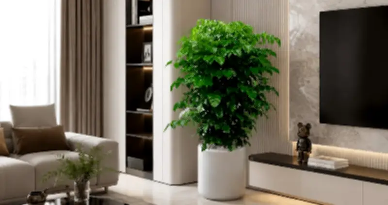 Trồng cây hạnh phúc trong nhà hay ngoài trời? Cách đặt và chăm sóc chuẩn phong thủy