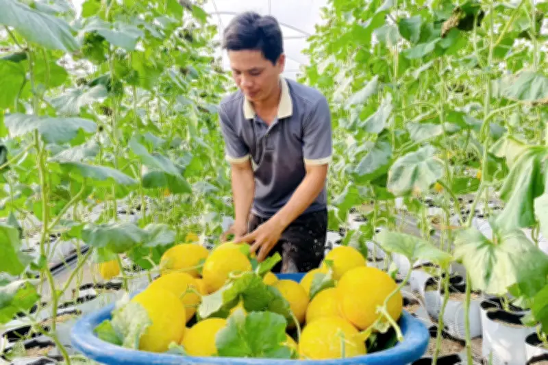 Trồng dưa lưới trong nhà màng: Nông dân Gia Lai thu trăm triệu mỗi vụ