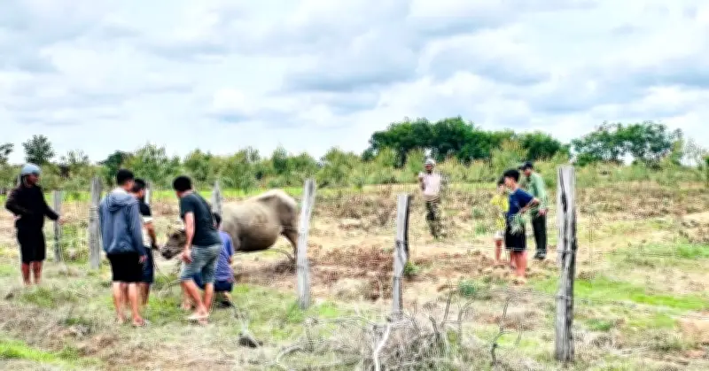 Trâu bán hoang dã húc 4 người ở Đắk Lắk, bị khống chế bằng thuốc mê