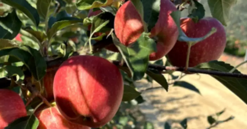 Trung Quốc dùng AI trồng táo, giá cao hơn 20%, cạnh tranh với Việt Nam