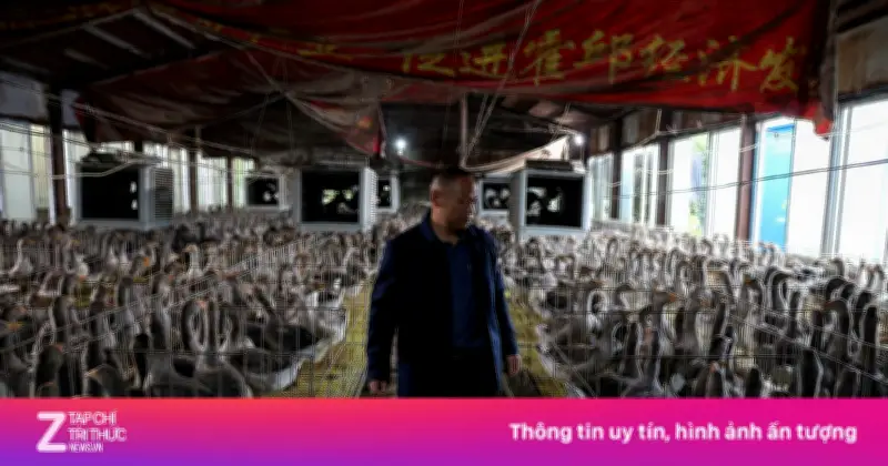Trung Quốc sắp vượt Pháp về sản xuất gan ngỗng nhờ sản lượng bùng nổ