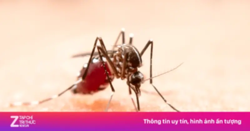 Vì sao bạn bị muỗi đốt nhiều hơn người khác? Giải mã khoa học