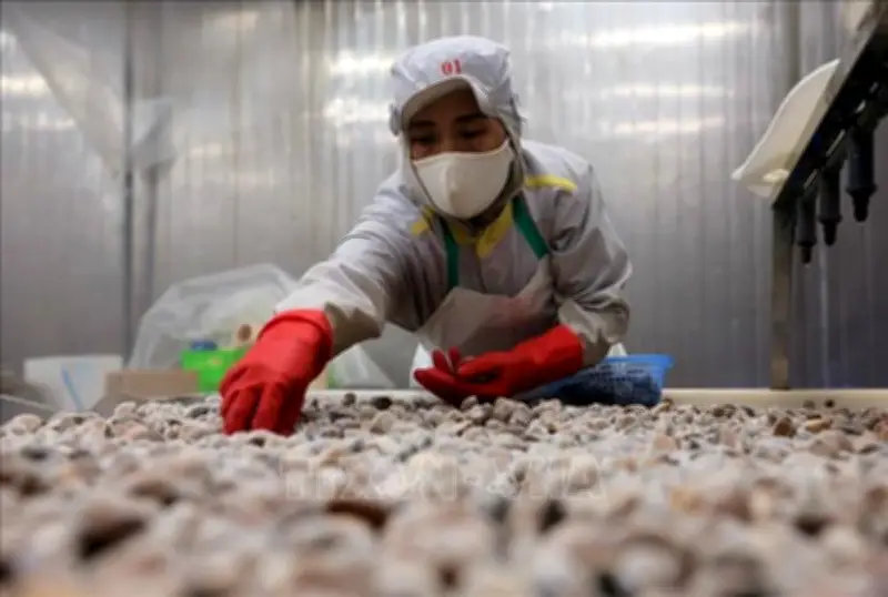 VASEP: Xuất khẩu thủy sản tăng 12,8% trong nửa đầu năm 2025