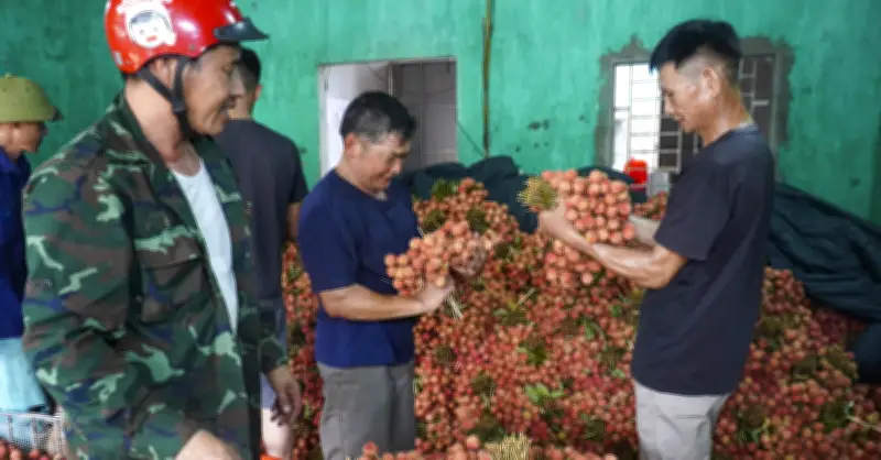 Vải thiều Bắc Ninh mất mùa nhưng tháng lớn doanh thu gần 6.000 tỷ đồng