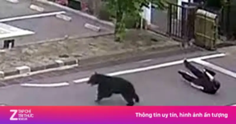 Video gấu đen vật ngã người dân ở Nhật Bản gây xôn xao