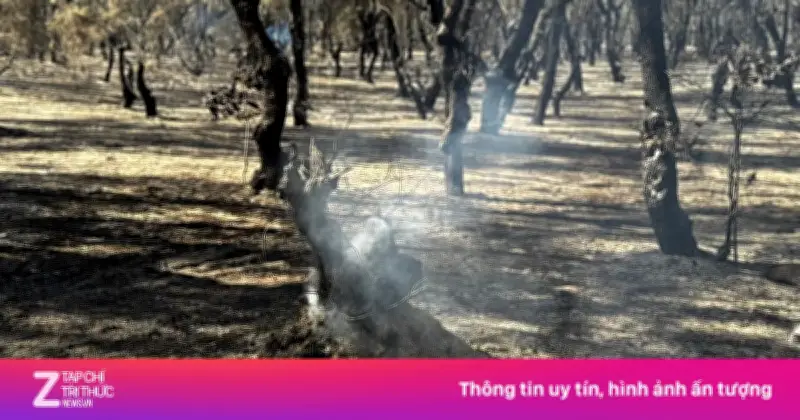 Video: Khống chế đám cháy rừng ở Quảng Ngãi
