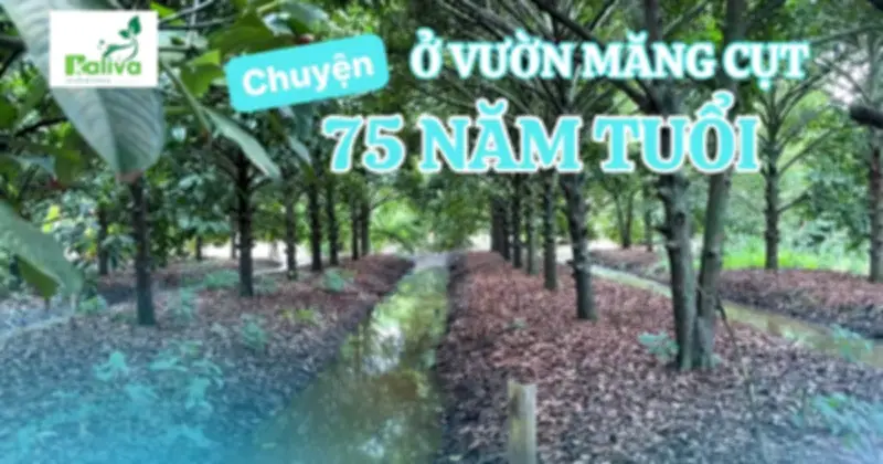 Vườn măng cụt 75 tuổi ở An Giang: 'Gia tài của tía' và du lịch thuận tự nhiên