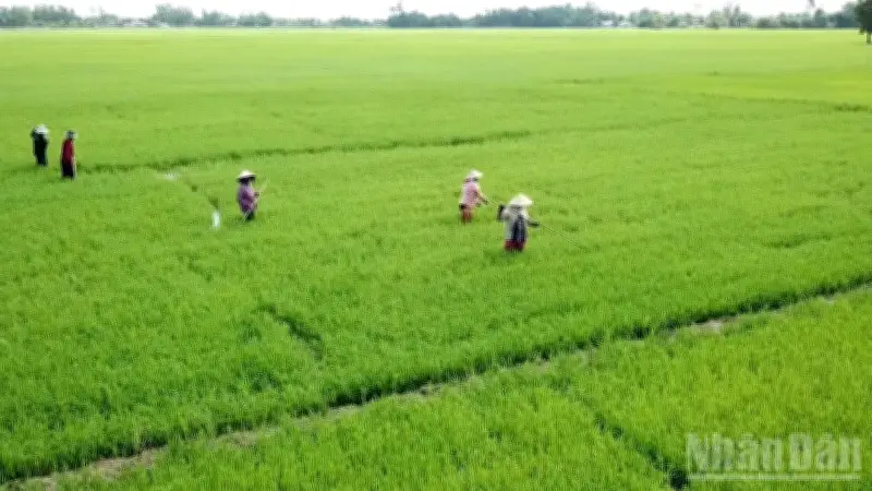 Vĩnh Thuận Đông chuyển mình nhờ kinh tế hợp tác và chuỗi giá trị nông nghiệp