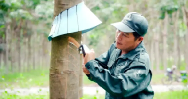 VRG: Từ trụ cột cao su đến tập đoàn kinh tế đa ngành vươn tầm quốc tế