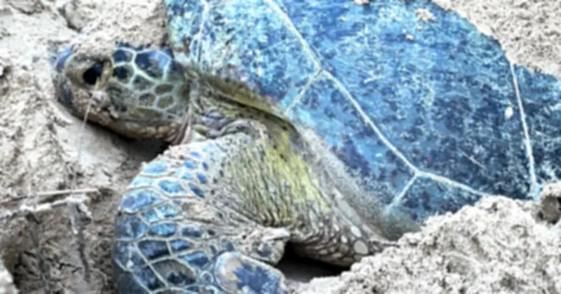 VTV ra mắt chương trình trực tiếp về thiên nhiên hoang dã 'Vietnam Wild Live'