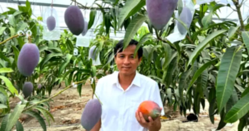 Xoài Miyazaki 1,7 triệu đồng/quả trồng thành công tại Củ Chi