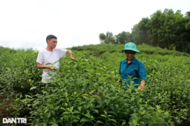 Xuất khẩu chè sang Trung Quốc giảm sâu, thị trường Mỹ và Nga tăng nhập khẩu