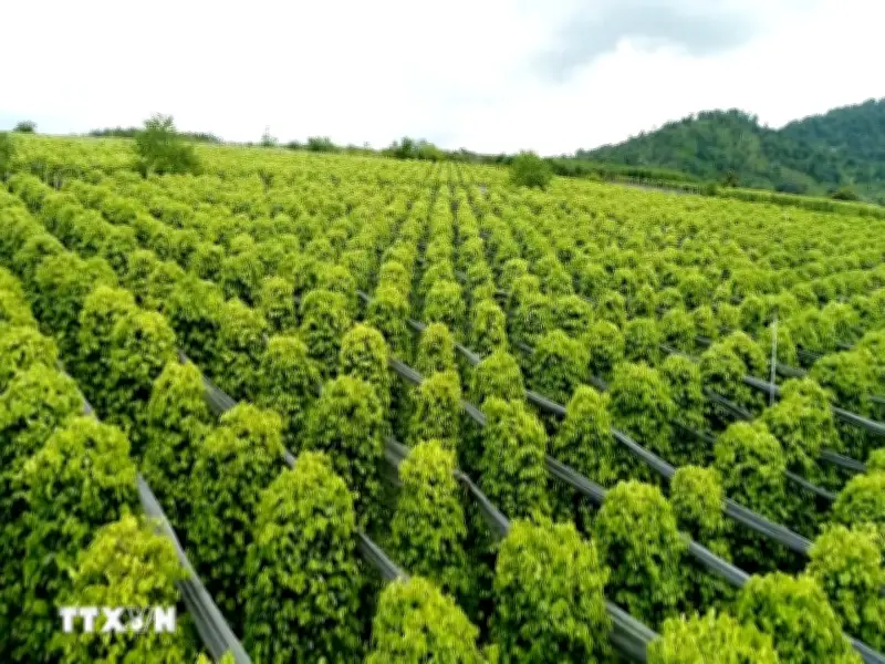 Xuất khẩu hồ tiêu 5 tháng đầu năm 2026 duy trì tăng trưởng khả quan
