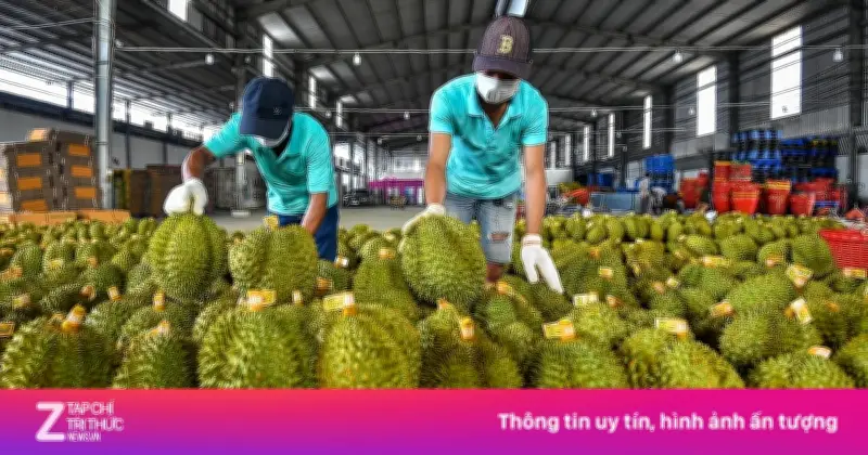 Xuất khẩu sầu riêng tươi và đông lạnh dẫn đầu ngành rau quả Việt Nam