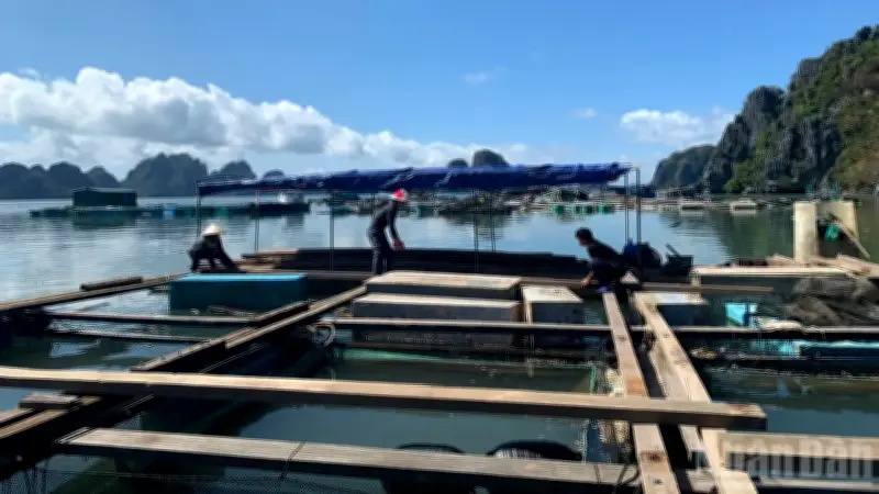 Xây dựng tiêu chuẩn quốc gia đầu tiên cho nuôi cá biển công nghiệp