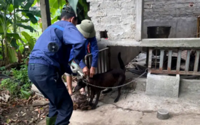 Đẩy mạnh tiêm phòng vật nuôi ngăn nguy cơ bệnh dại lây sang người