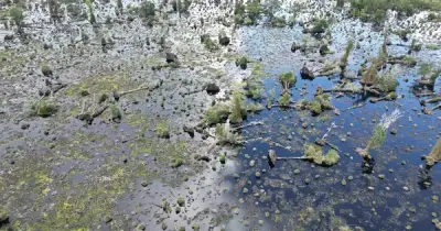 300 ha rừng tràm U Minh Hạ suy kiệt, nguy cơ chuyển hệ sinh thái