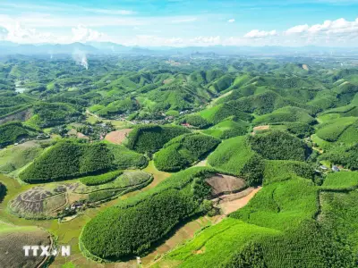 5 tháng, cả nước trồng mới tập trung 112.100 ha rừng