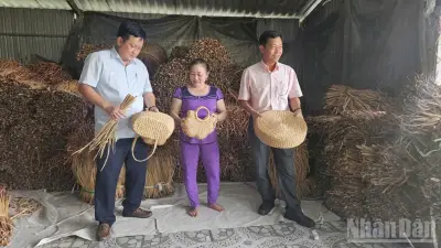 Biến cây lục bình và dược liệu thành sản phẩm hàng hóa, tạo việc làm cho phụ nữ nông thôn