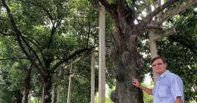 Cù lao Phong Nẫm: Điểm đến hấp dẫn với măng cụt trăm tuổi và du lịch cộng đồng