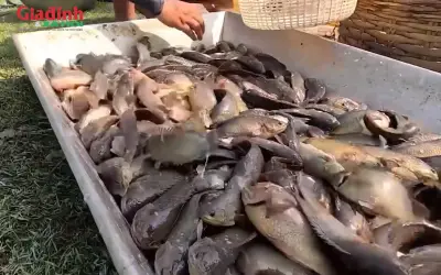 Cá rô phi giá rẻ vào mùa, thơm ngon bổ dưỡng