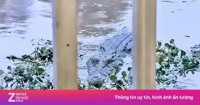 Cá sấu nặng 80 kg xuất hiện trên kênh ở An Giang, chính quyền cảnh báo khẩn