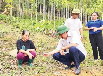 Cao Bằng hỗ trợ 44 hộ trồng 36 ha quế, tỷ lệ cây sống 95-99%