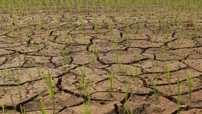 Cục Trồng trọt chỉ đạo ứng phó El Nino, xuống giống sớm né hạn mặn