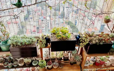 Chọn cây phong thủy theo 12 con giáp để tiền tài rủng rỉnh