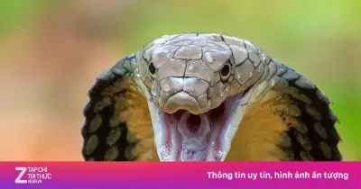 Chồng bị rắn hổ mang cắn, vợ dùng miệng hút nọc độc khiến cả hai nhập viện