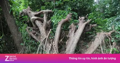 Cây cổ thụ 100 năm tuổi ngã đổ, đè trúng người thợ mộc tại Đắk Lắk