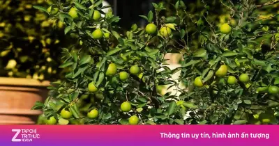 Cây chanh: Bộ phận nào cũng là thuốc quý cho sức khỏe