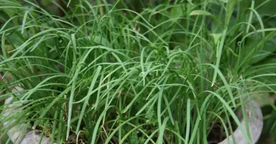 Cây hẹ: Rau gia vị quen thuộc, vị thuốc quý cho sức khỏe