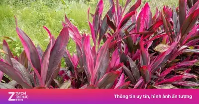Cây huyết dụ: Cảnh đẹp, thuốc quý chữa rong kinh, ho ra máu