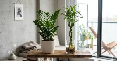 Cây kim tiền và cây phát tài: Biểu tượng phong thủy mang tài lộc