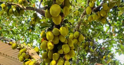 Cây mít ở Đà Nẵng quả mọc chi chít, chủ nhà đếm được gần 400 trái
