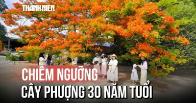 Cây phượng hơn 30 năm tuổi gây sốt, người dân đổ xô check-in