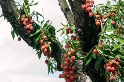 Cây vải cổ thụ Trung Quốc hơn 1.800 tuổi: Một quả giá 3,8 triệu đồng