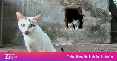 Di dời toàn bộ mèo hoang trên đảo Hòa Bình ở Công viên Thống Nhất