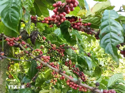 Doanh nghiệp nông nghiệp chủ động chuyển đổi mô hình sản xuất xanh