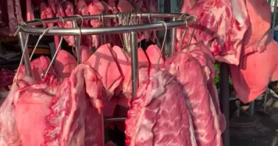 Giá heo hơi ổn định, nguồn cung dồi dào trên cả nước