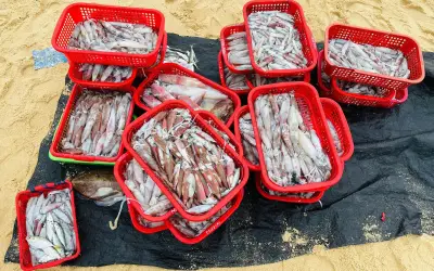 Gian nan nghề câu mực: Vất vả một đêm, thu nhập vài triệu đồng