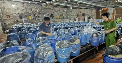 Gần 1.000 tấn giá đỗ ngâm nước kèo hóa chất: 6 bắp nguy hại ra sao?