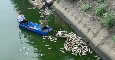 Hạ mực nước chống ngập, cá chết hàng loạt ở hồ công viên Nghĩa Đô