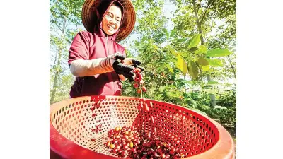 Hướng Phùng: Phát triển cà-phê đặc sản gắn với liên kết bền vững