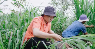 Hành trình vượt khó của sinh viên nghèo Đồng Tháp: Những mùa bưởi nuôi giấc mơ giảng đường